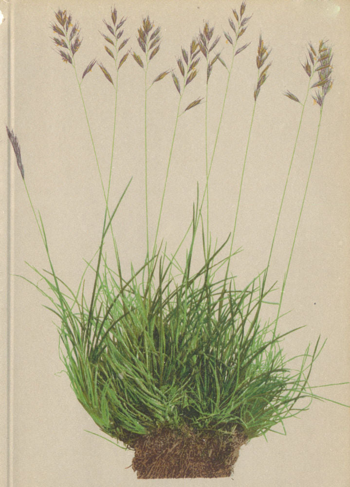 ALPENFLORA ALPINE FLOWERS. Festuca halleri All-Haller's Schwingel 1897 print